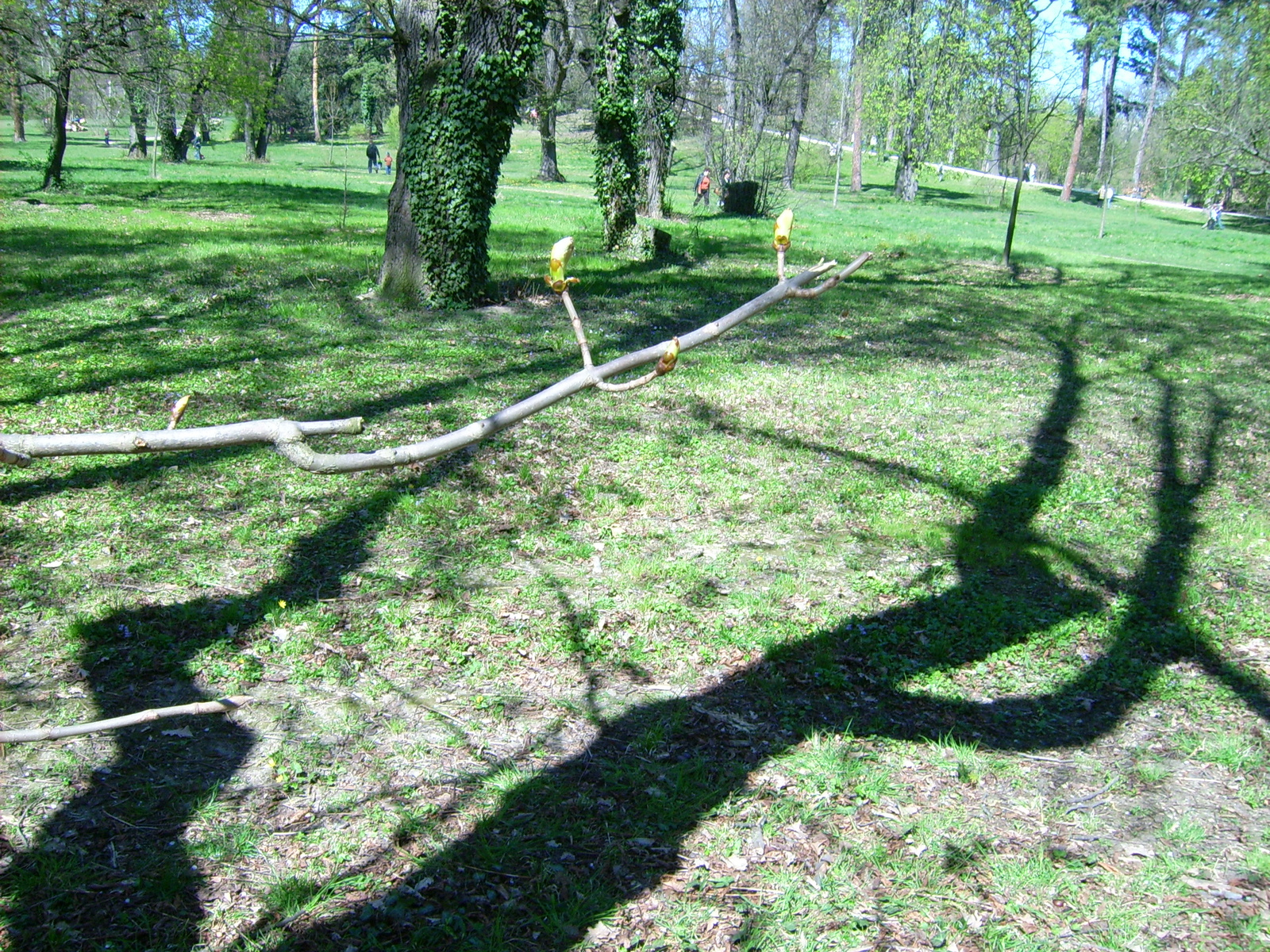 Grassalkovich Kastély Parkban árnyjáték