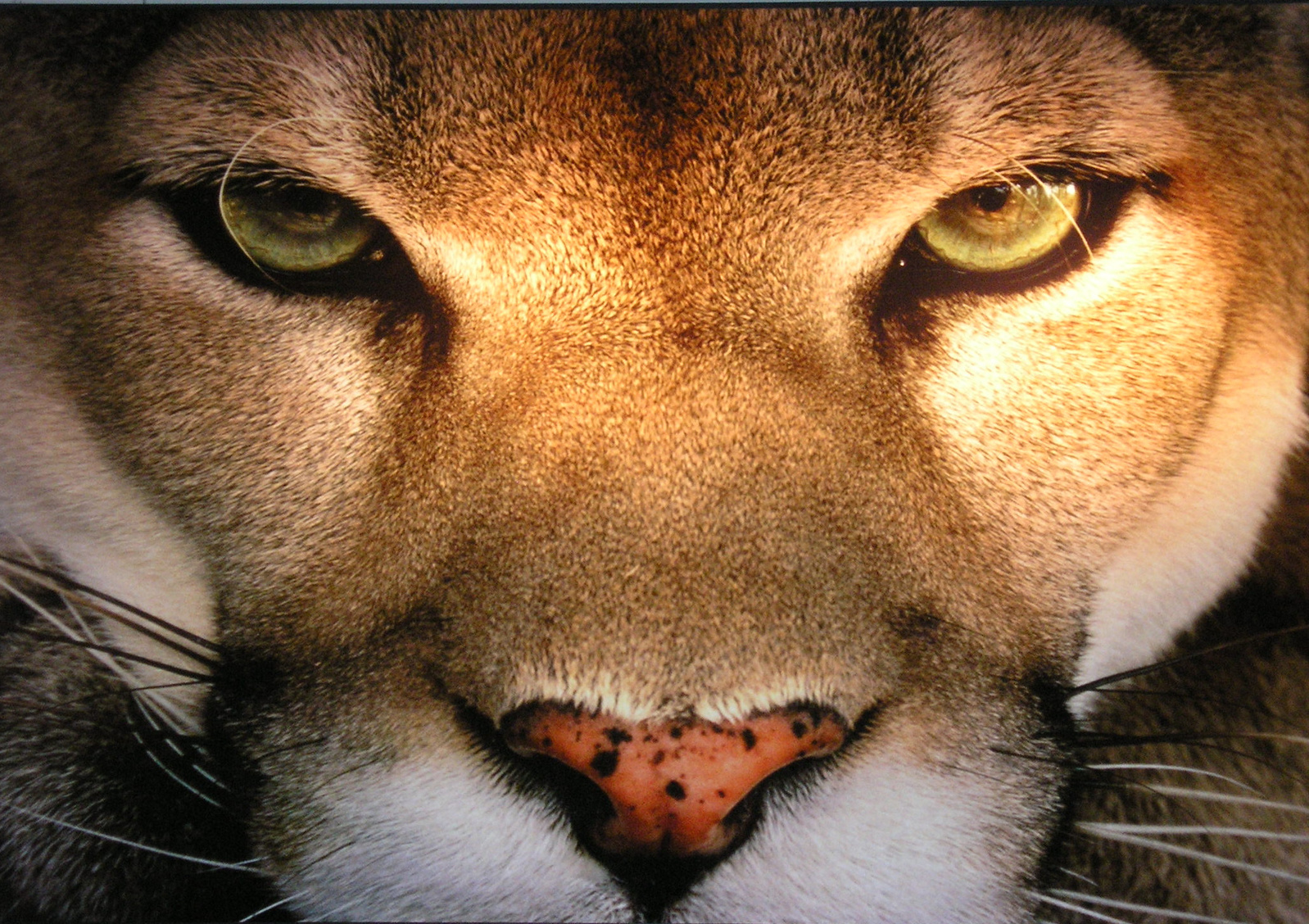 mountain lion