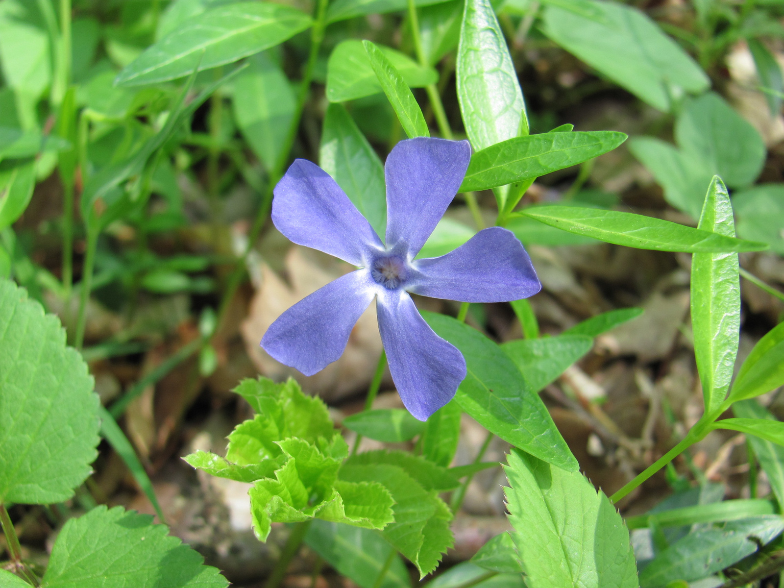 2011.04.17.Magyaregregy-Komló 082