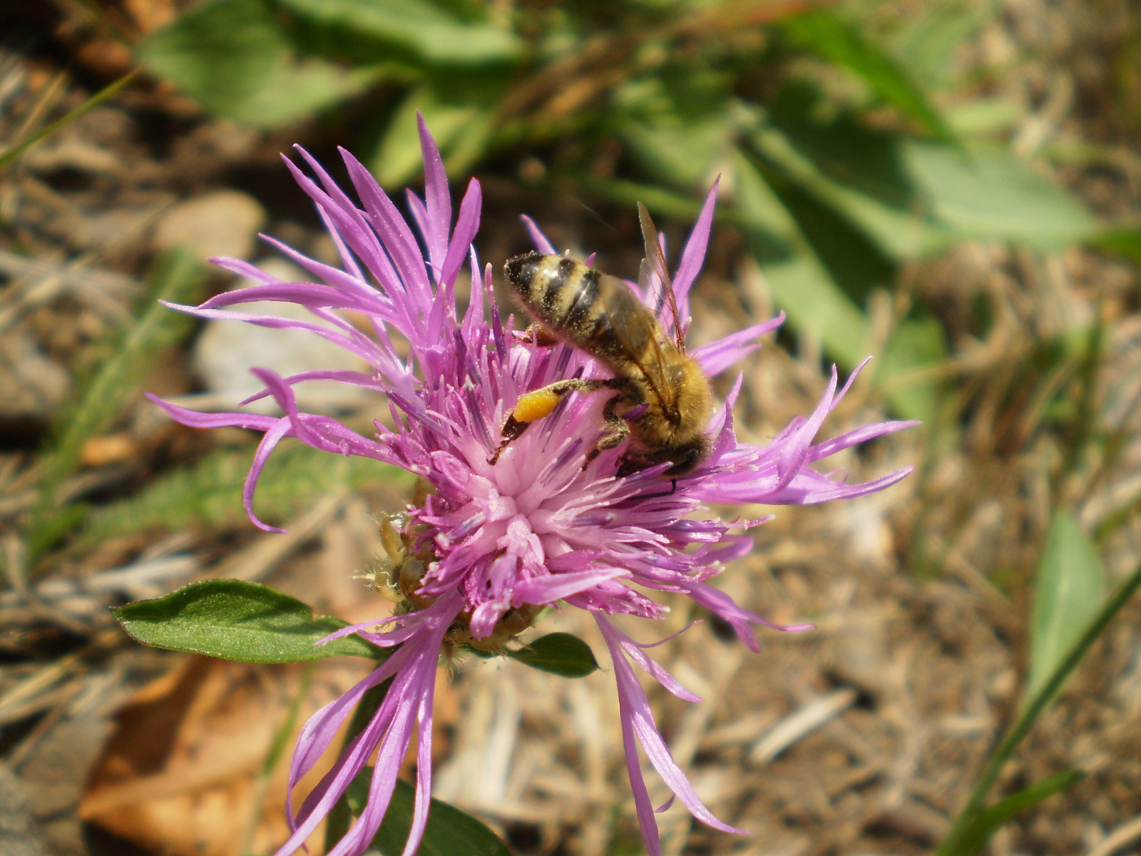 2009.08.15,Kékes 067