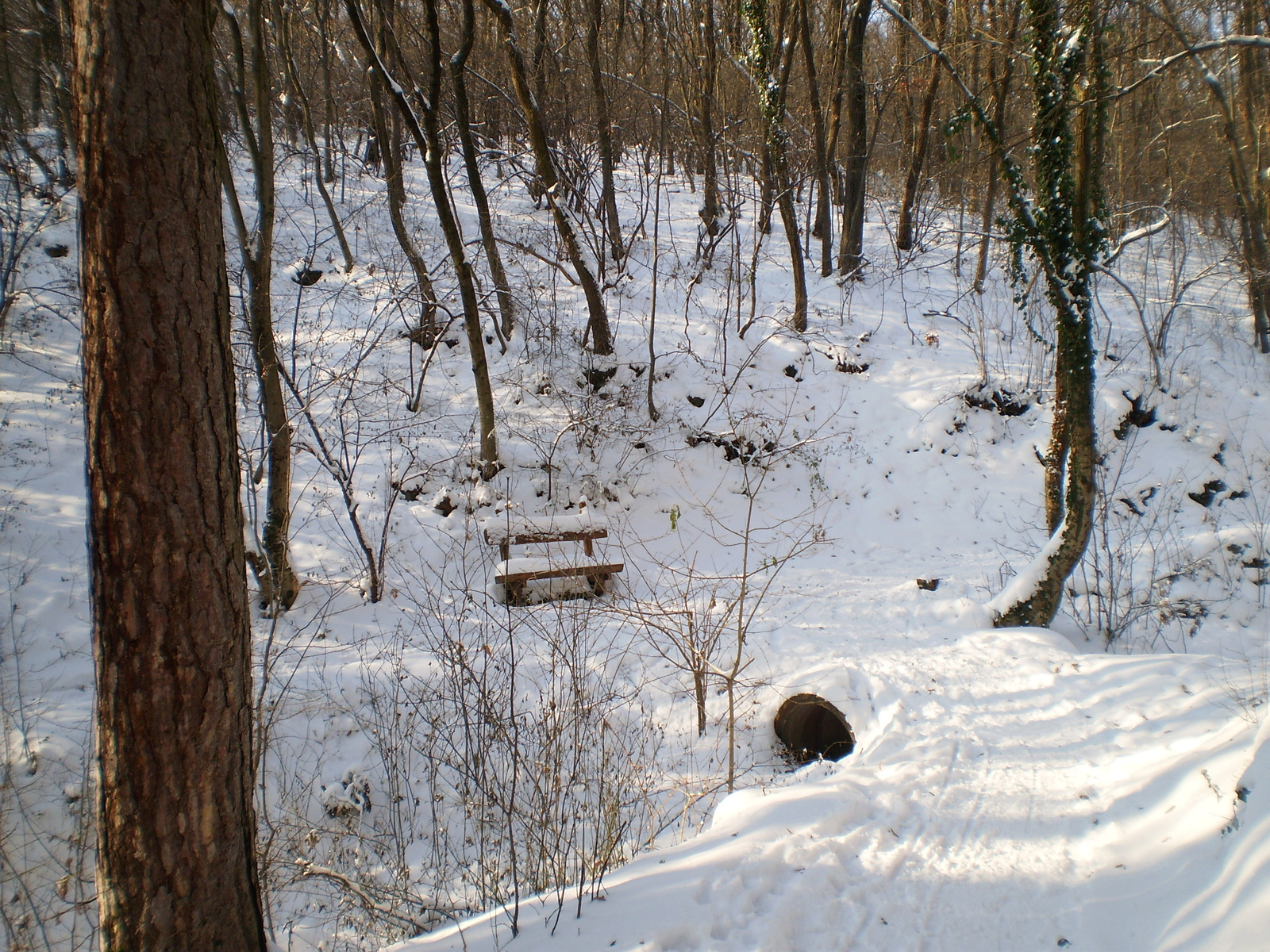 20091220Téli séta a Mecseki parkerdőben 043