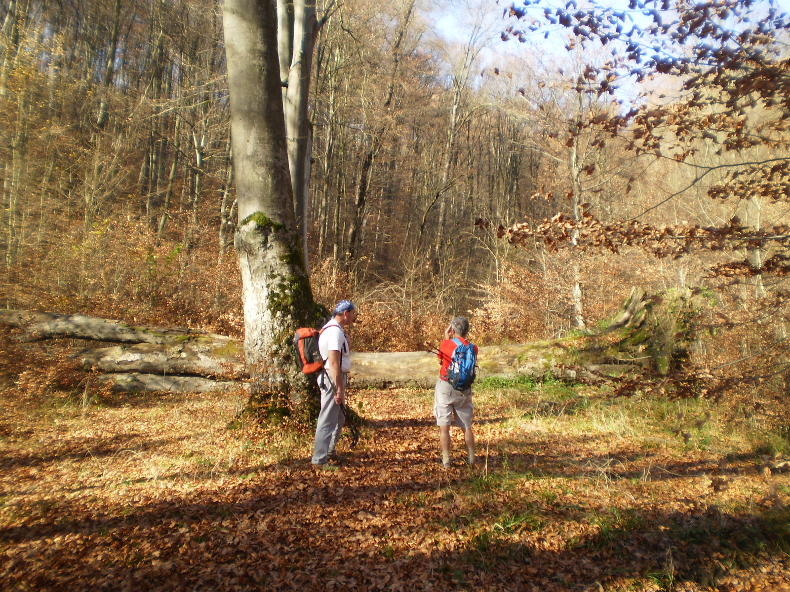 20101106 Mecsek 1000 teljesítménytúra 169