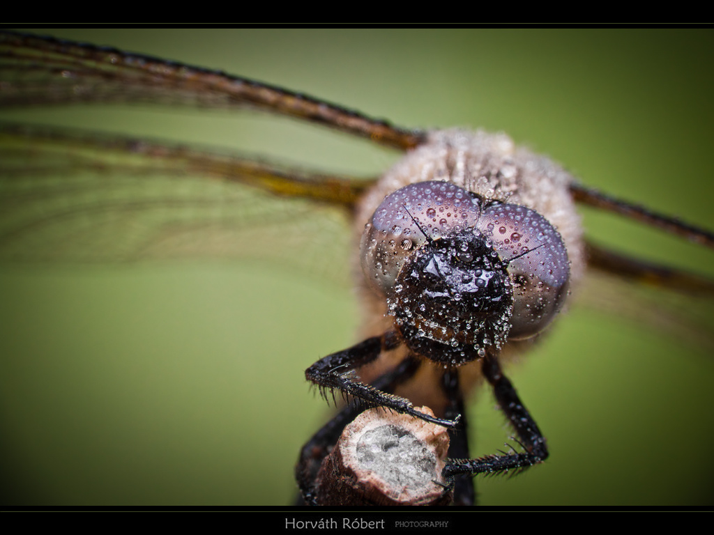 Dragonfly 2