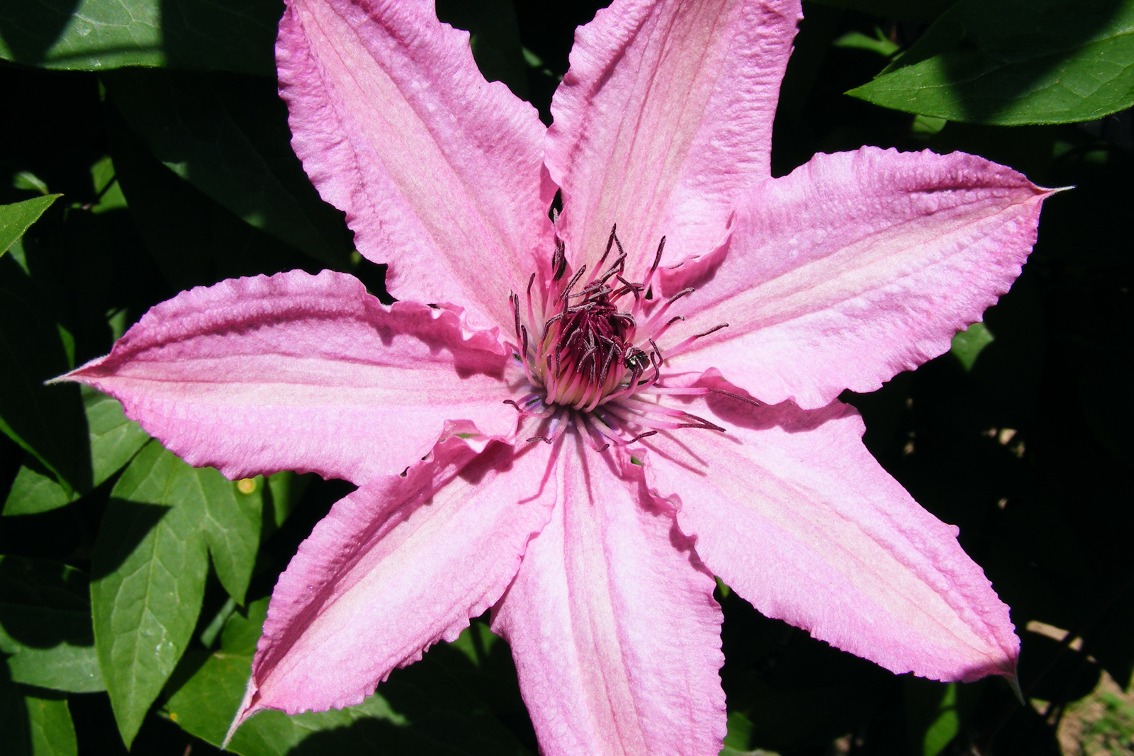 clematis