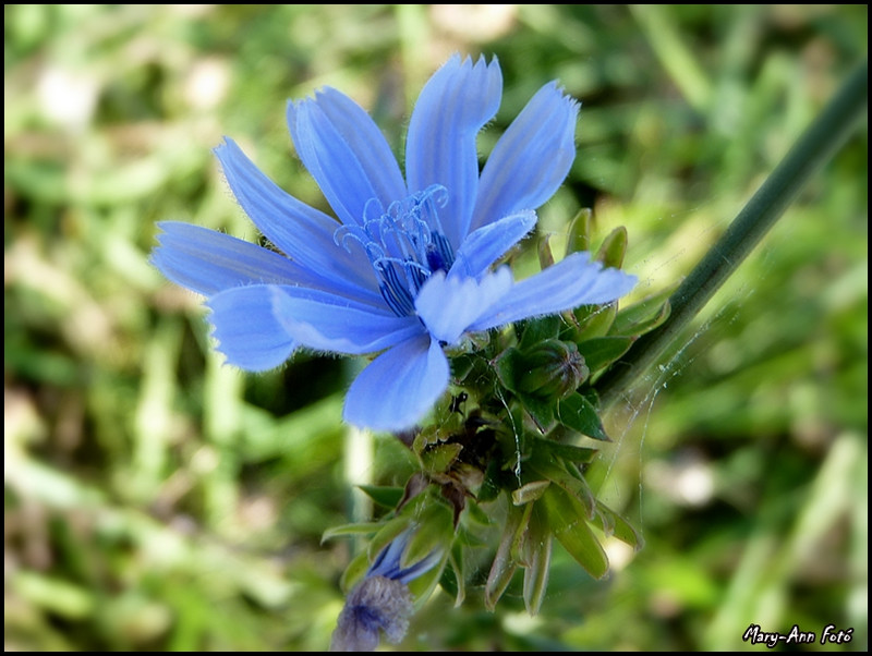 kék vadvirág