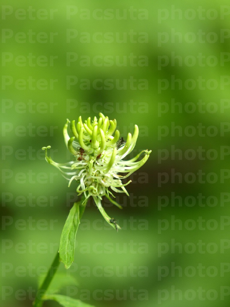 Erdei varjúköröm (Phyteuma spicatum)