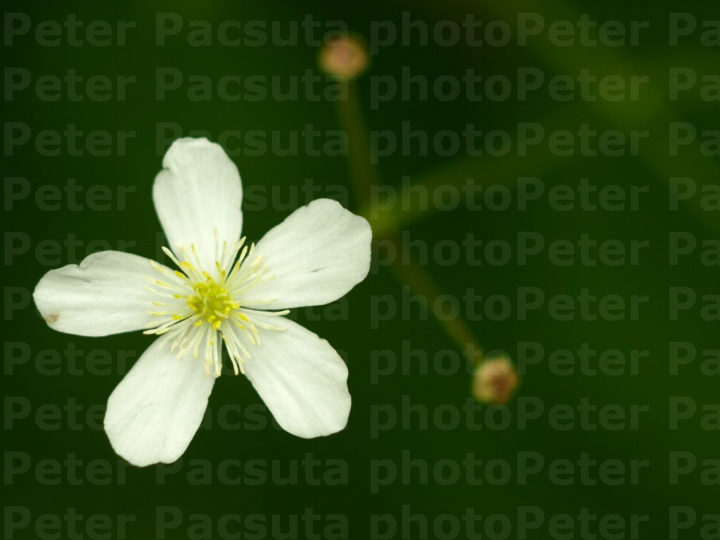 Patyolatboglárka (Ranunculus platanifolius)