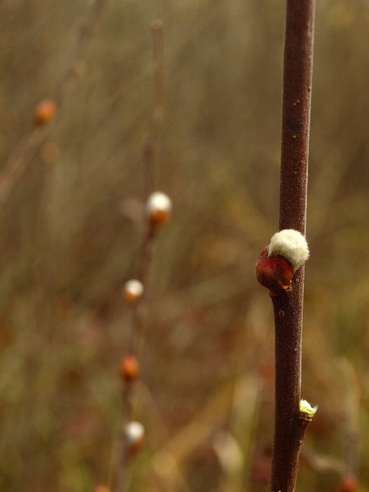 Hamvas fűz (Salix cinerea) megpattant rügye