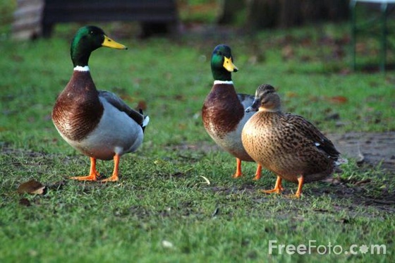 3-ducks