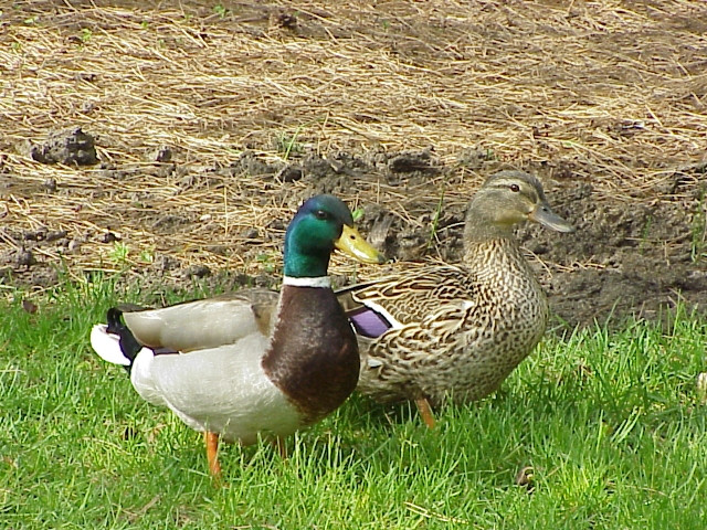 ducks