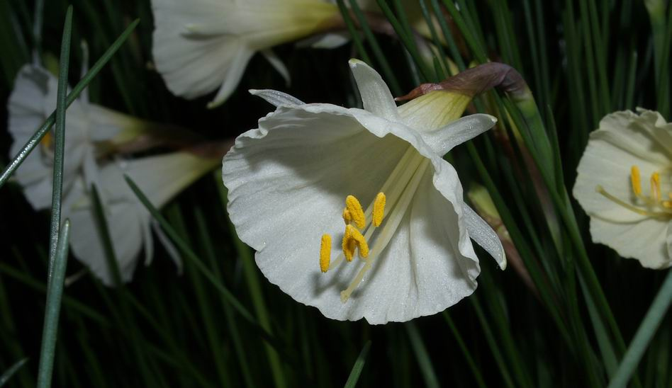 Narcissus romieuxii mesatlanticus