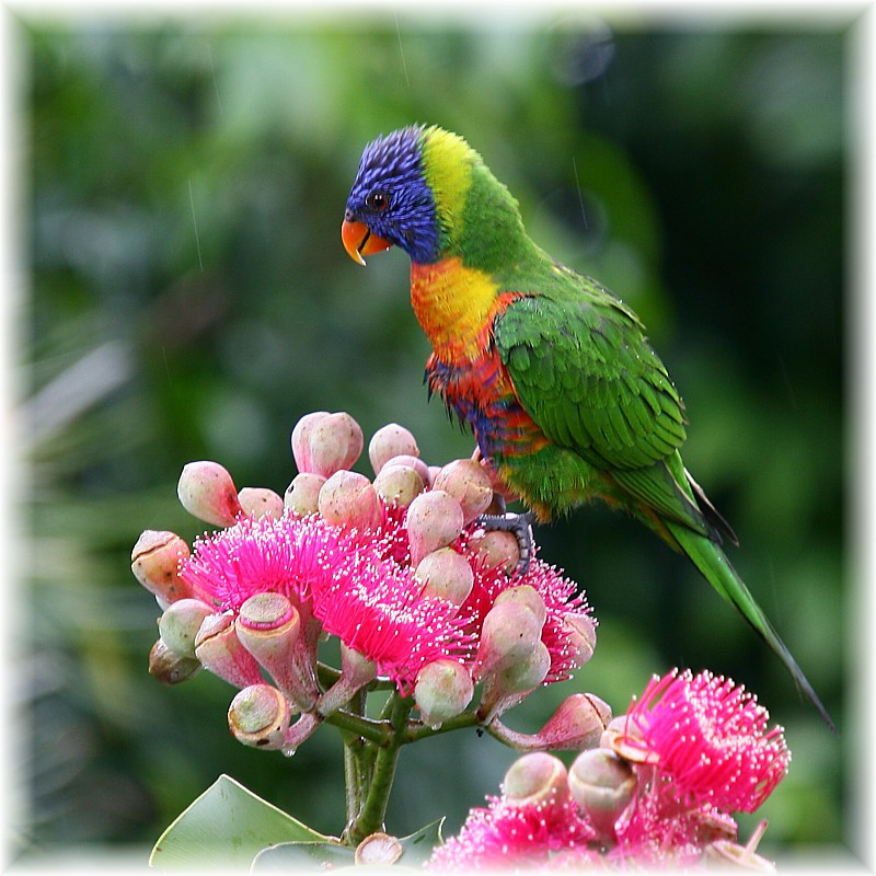 rainbow lorikeet