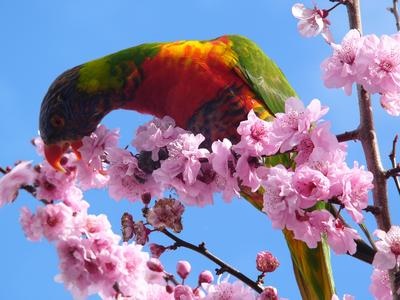 rainbow-lorikeets-21303716