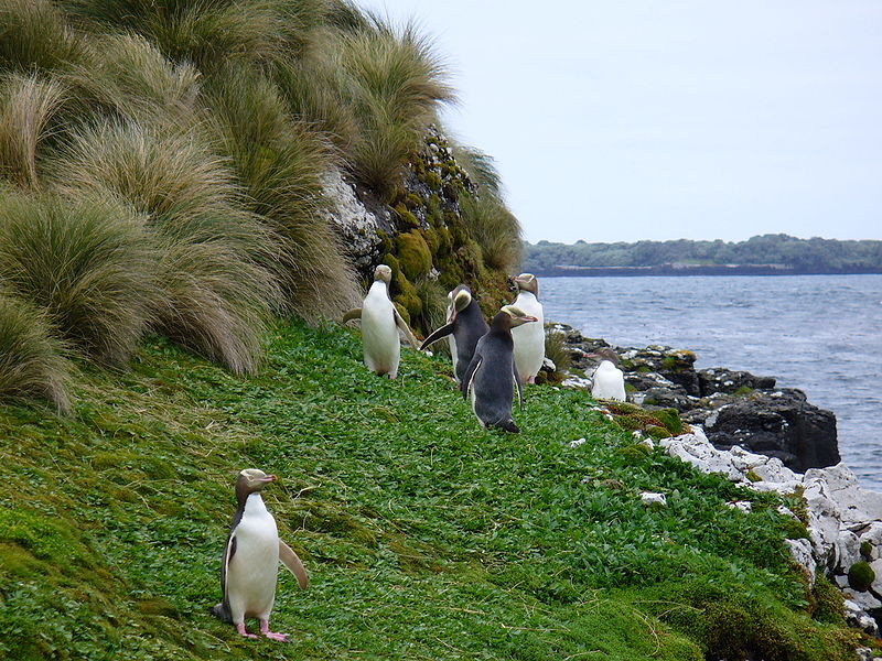 800px-Yellow-eyed Penguins Auckland Islands