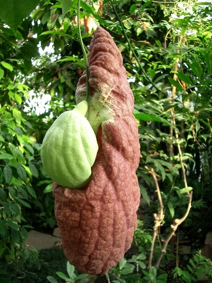 Aristolochia gigantea Pfeifenwinde 1