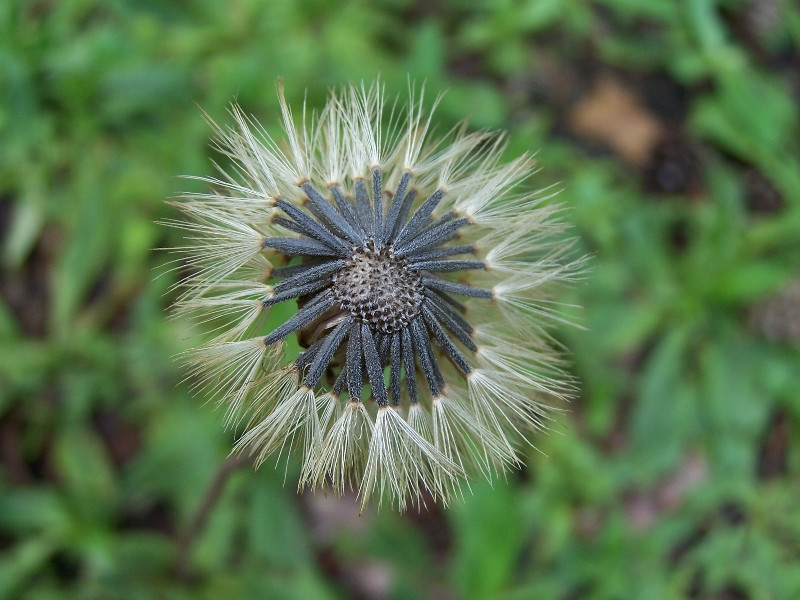 Arnica montana Berg-Wohlverleih 2