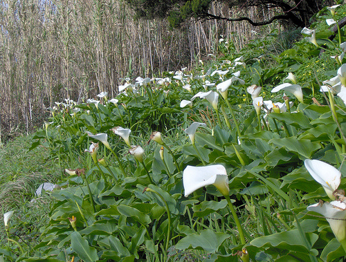 Calla Lily