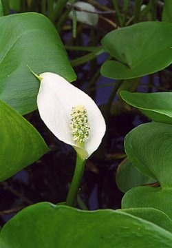 calla palustris 198