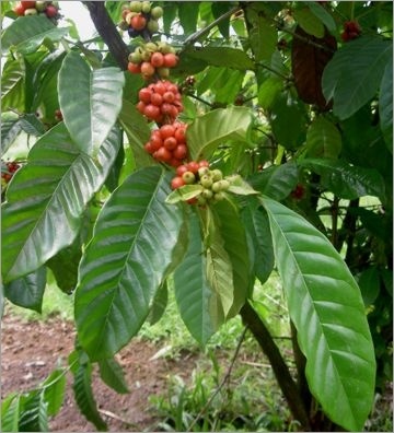 Coffea-Arabica-nana