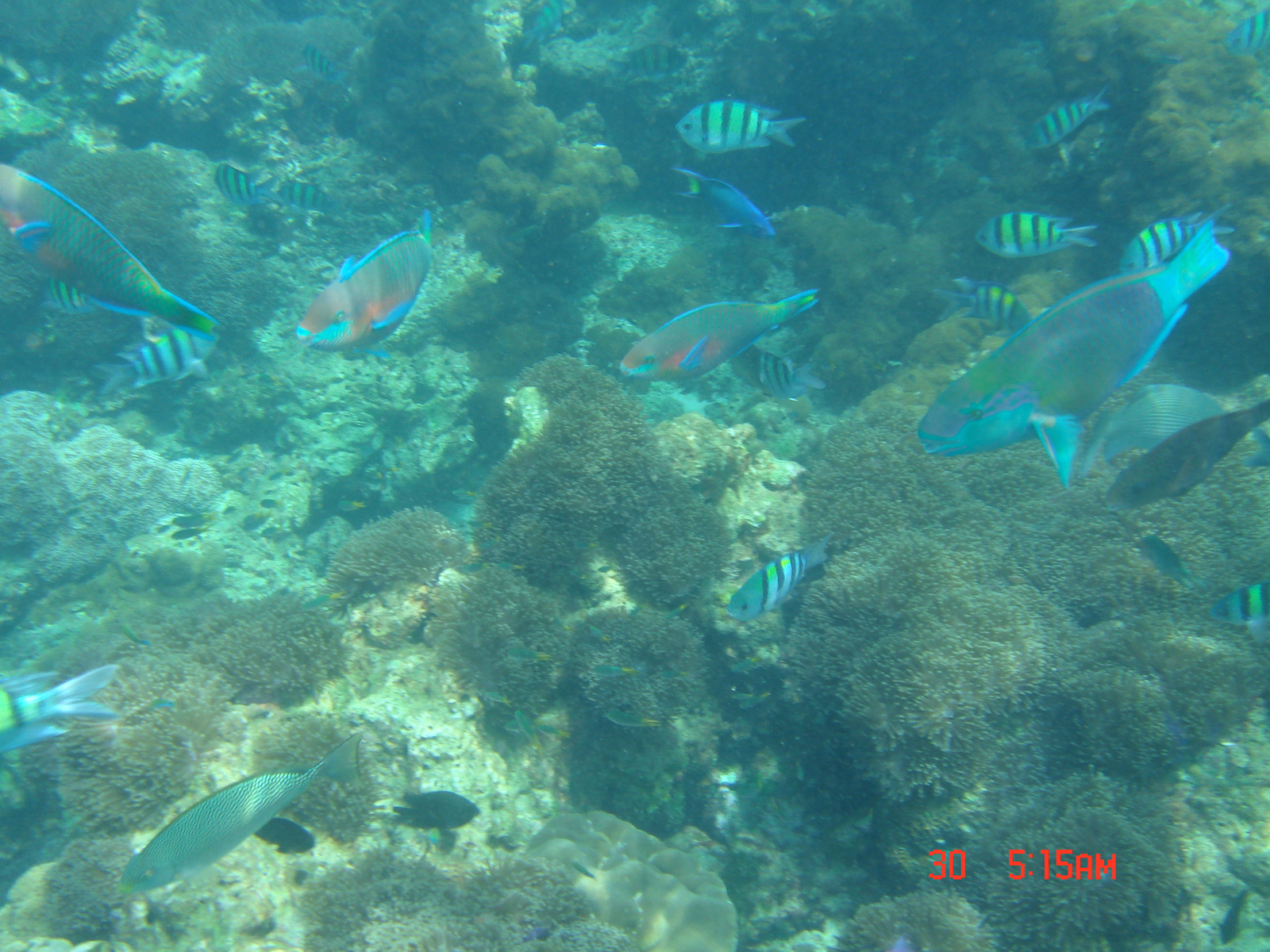 Phi Phi - Loh Samah Bay snorkeling