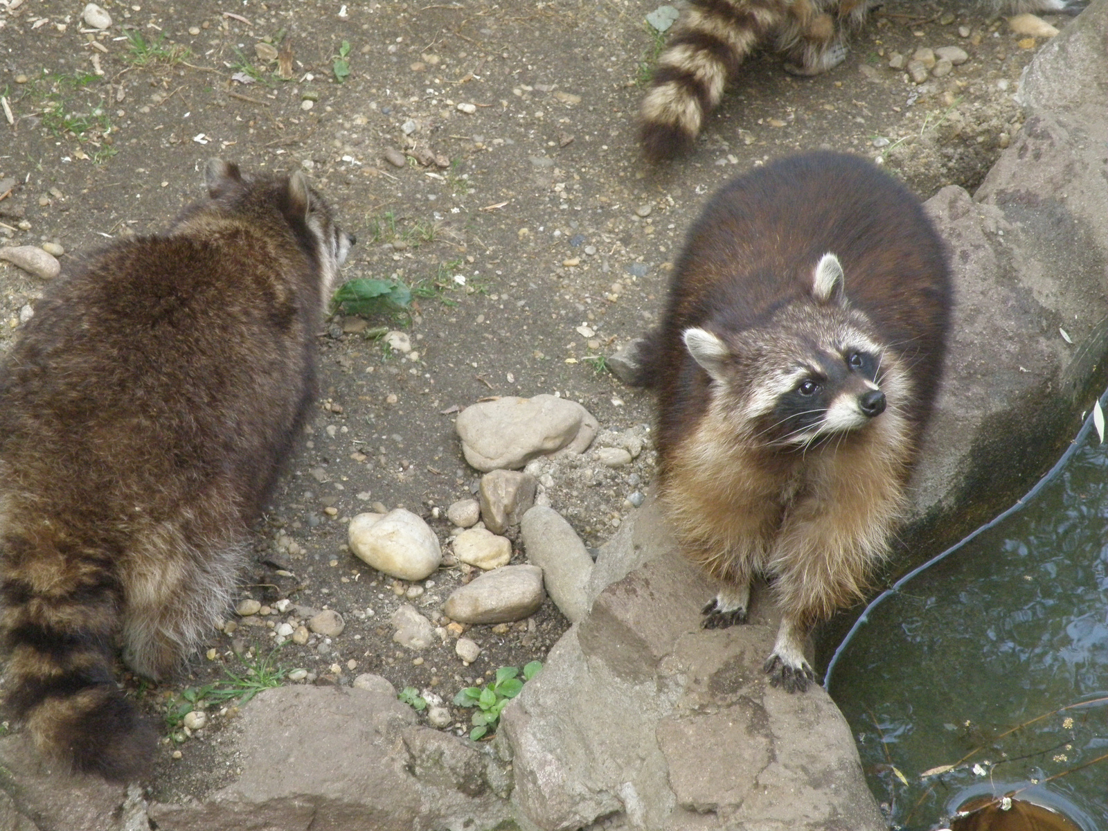 Budapesti Állatkert 2009 május