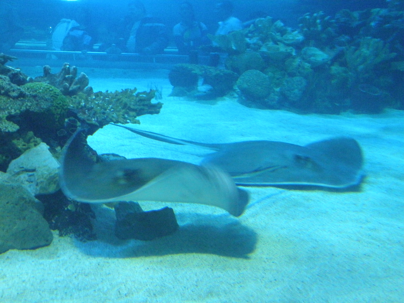 Campona Tropicarium