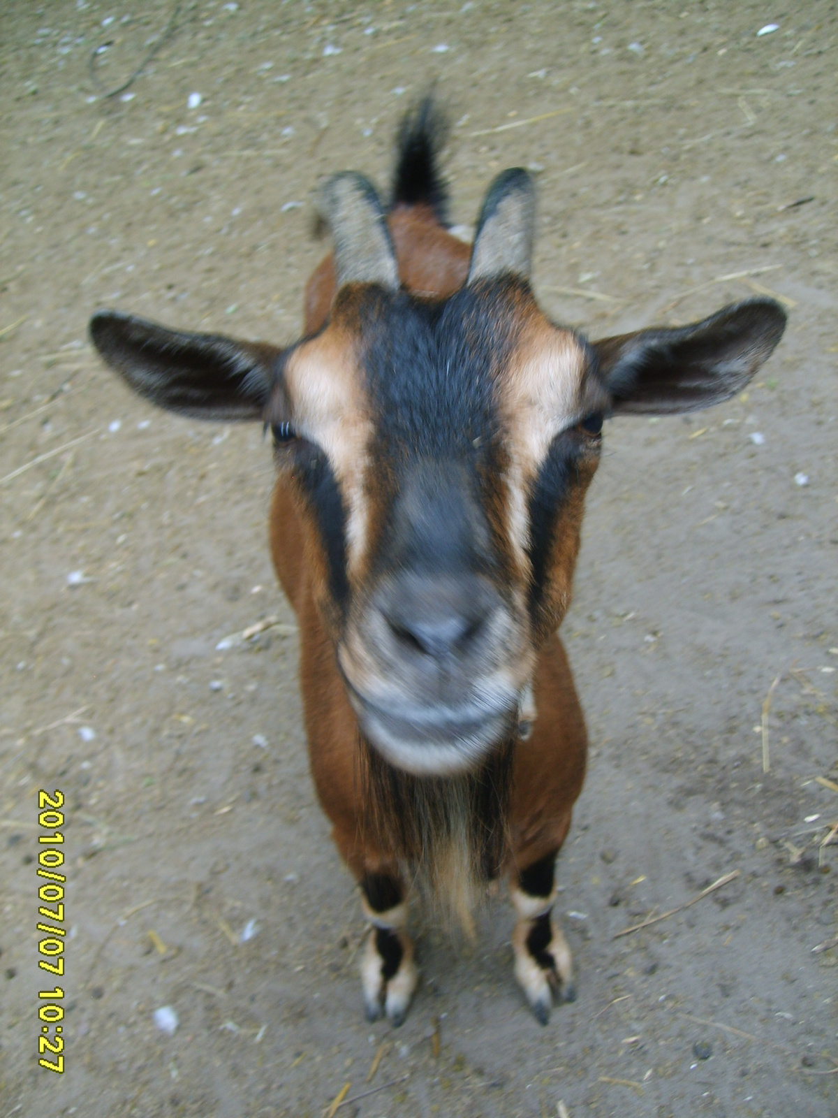 2010 Július 07 Kecskemét Vadaspark, Mit nézel?