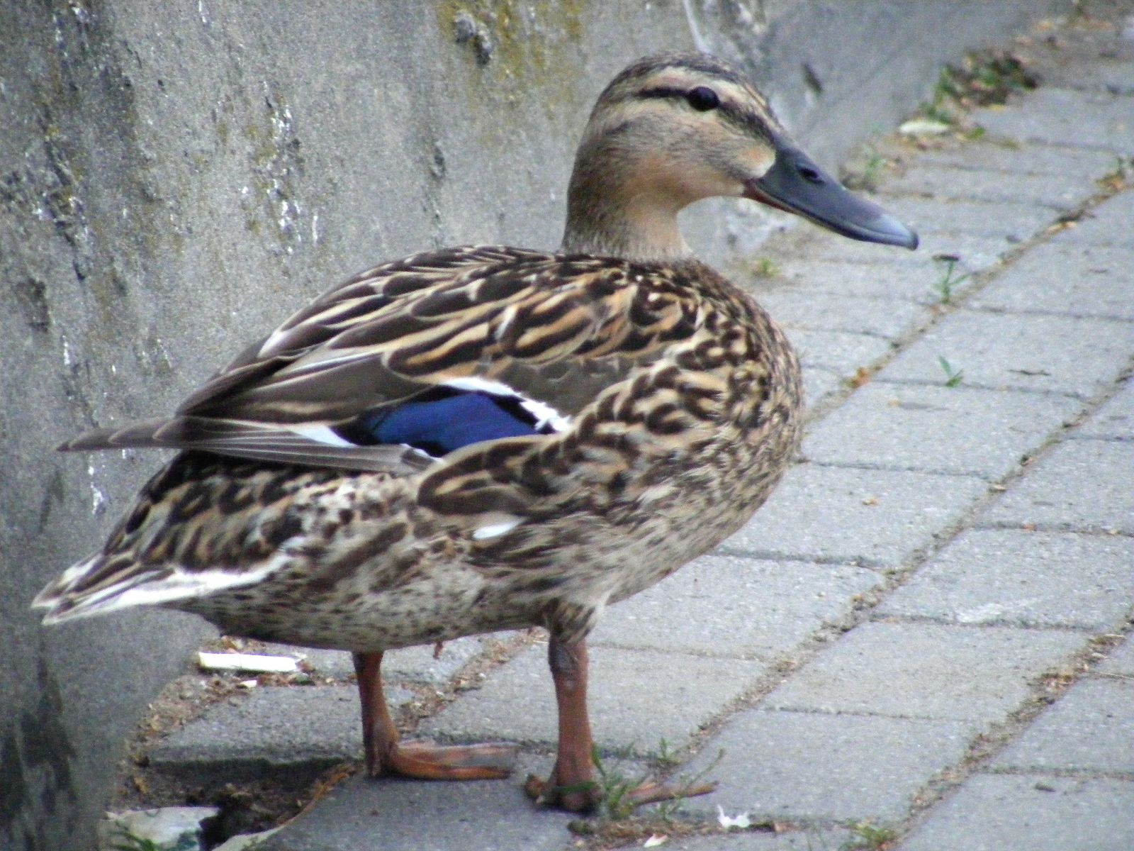 Még hogy kacsaláb