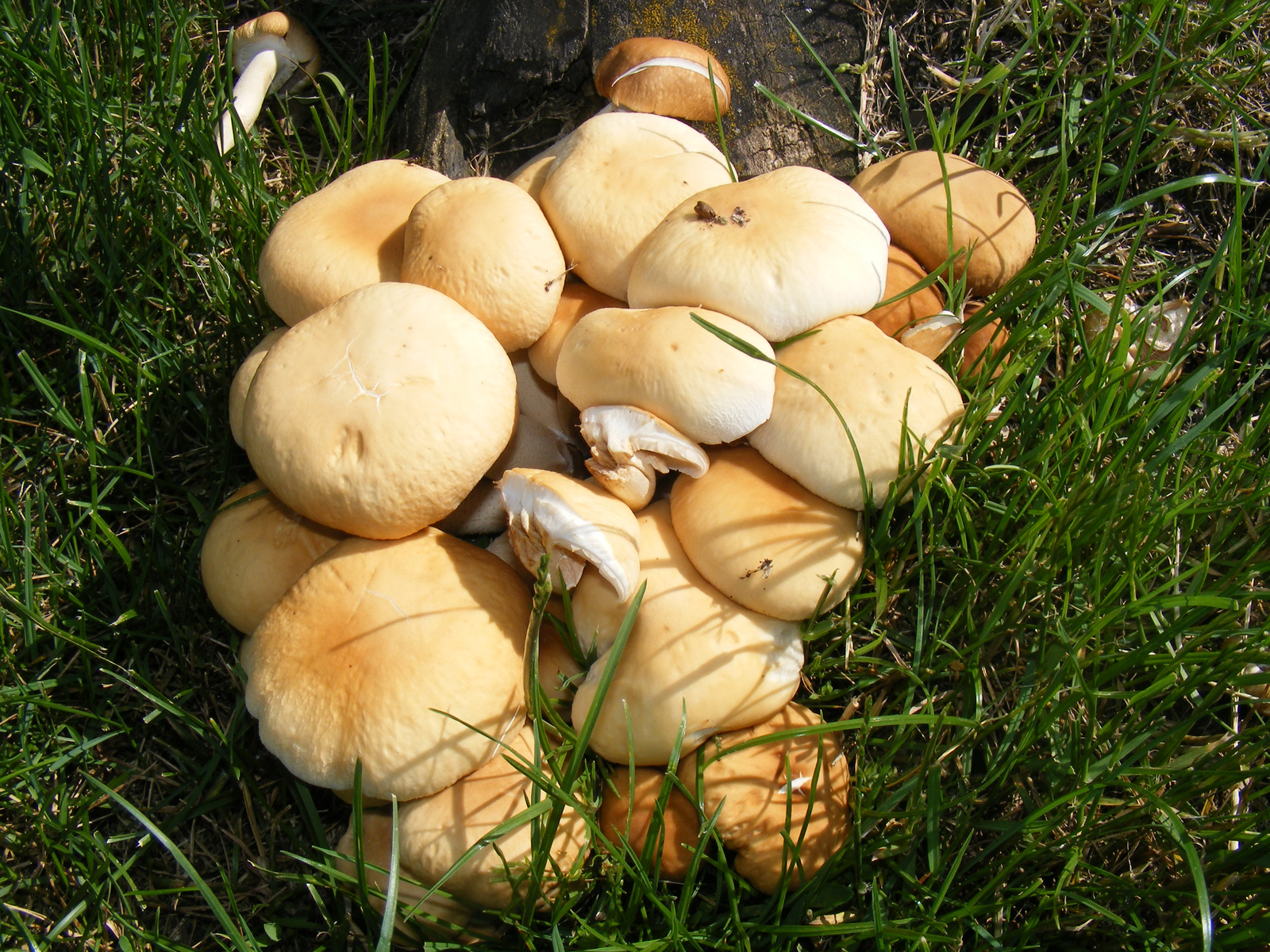 Begombásodott gombák