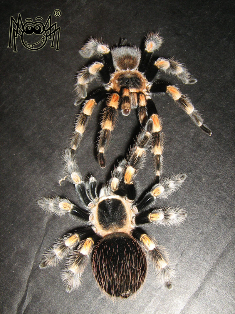 B.smithi