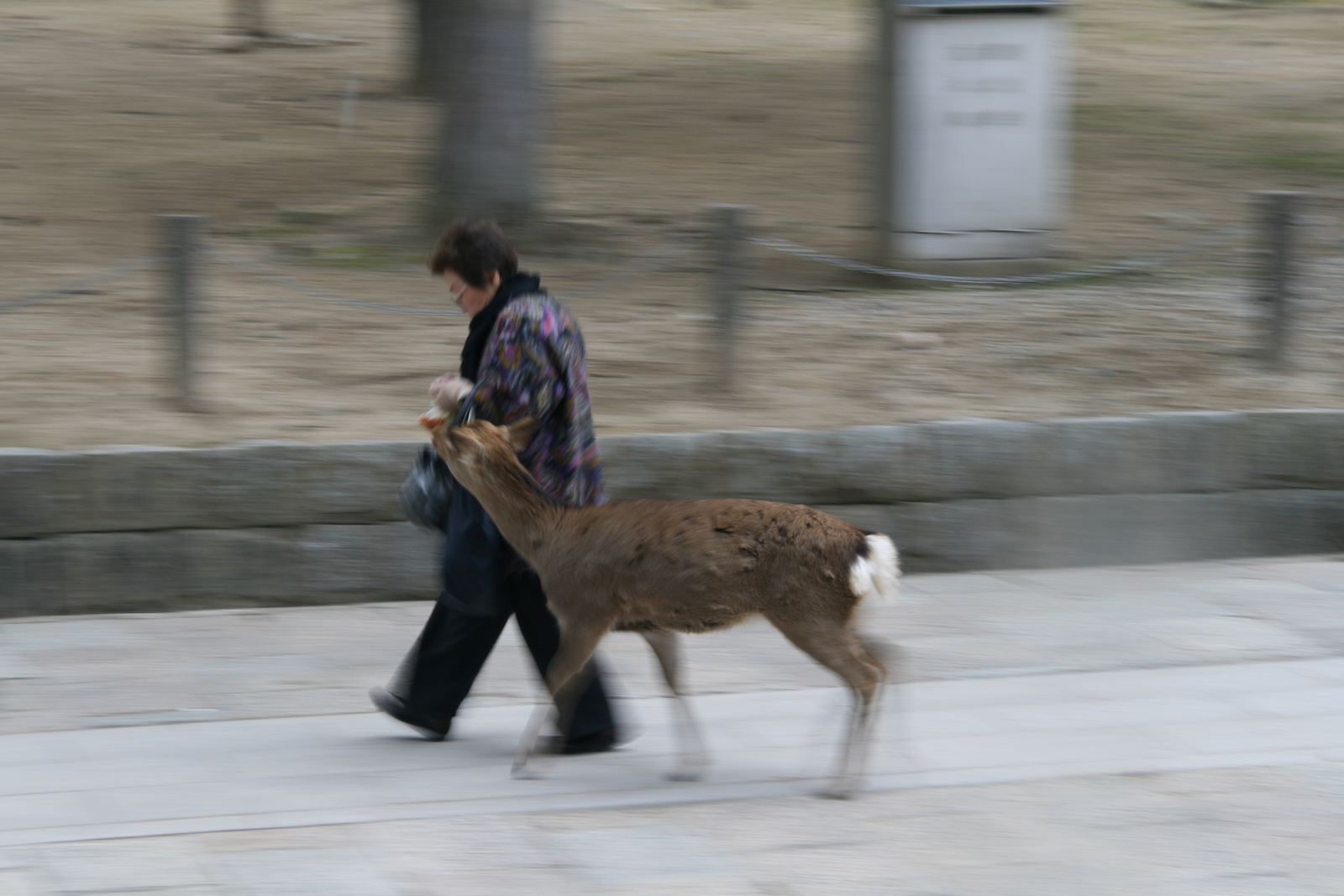 Turista vs. szarvas