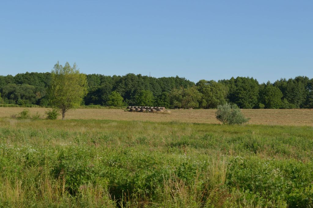 DSC 7077