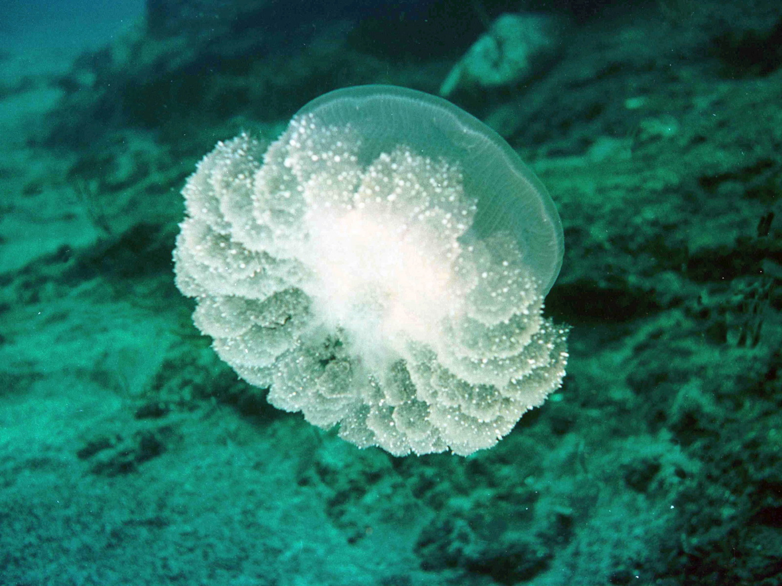 meduza