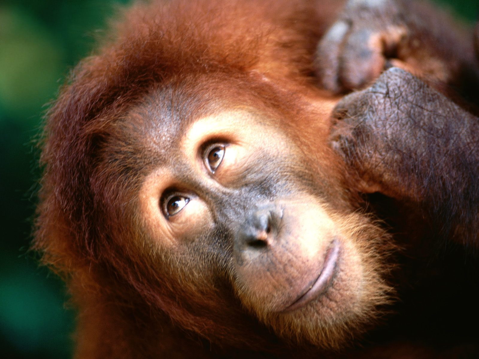 orangutan