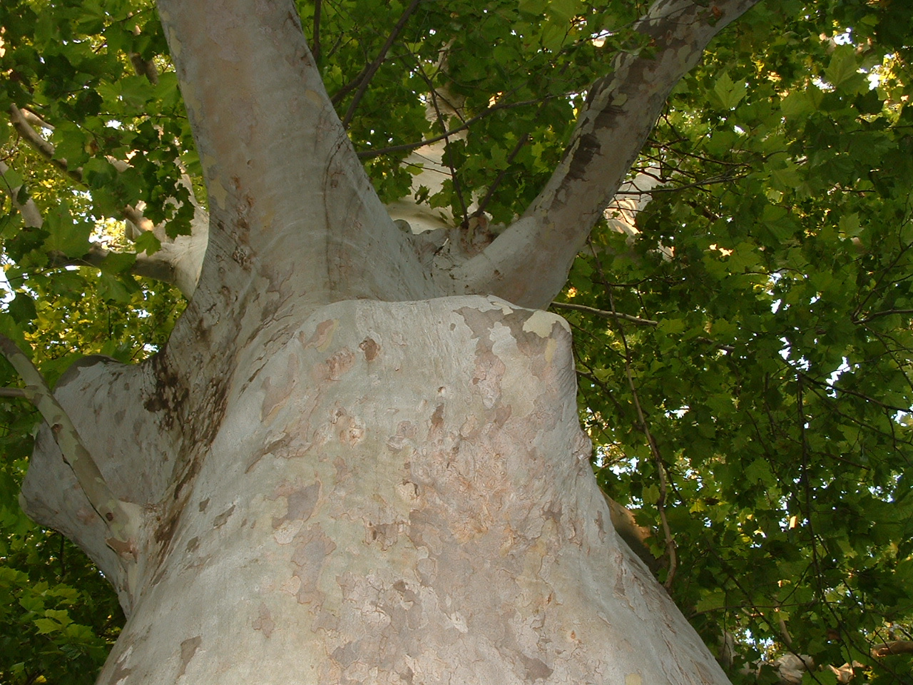 A nagymellű fa