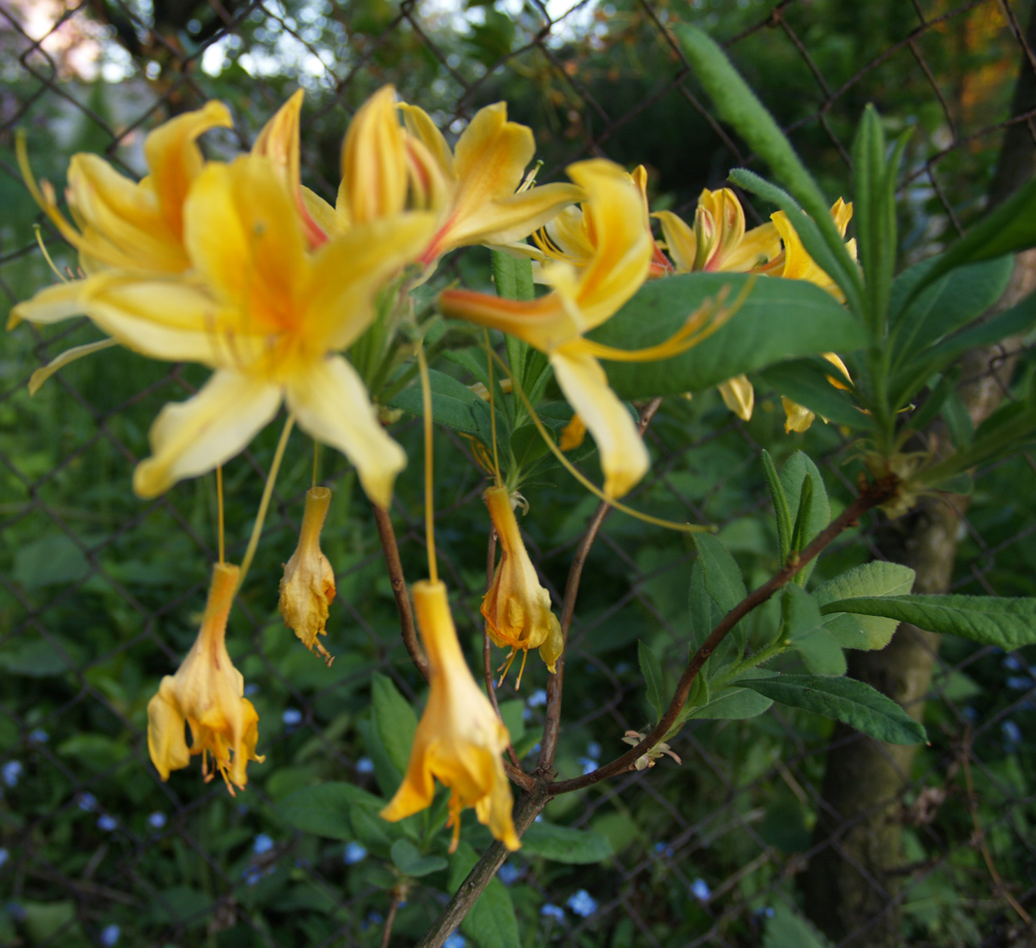 sárga rododendron