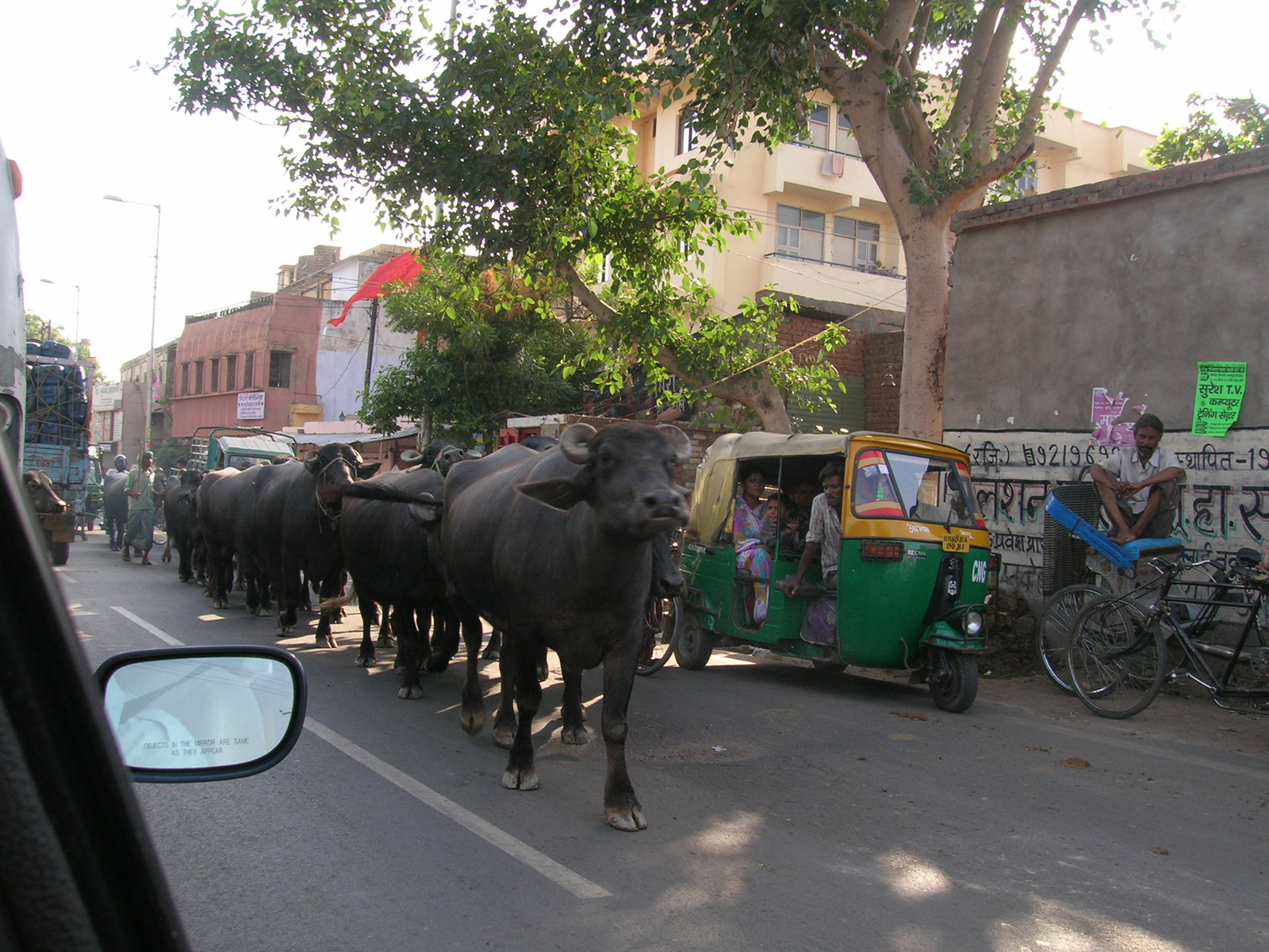 buffalos