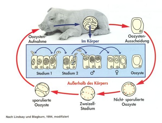 isospora suis fejlődése