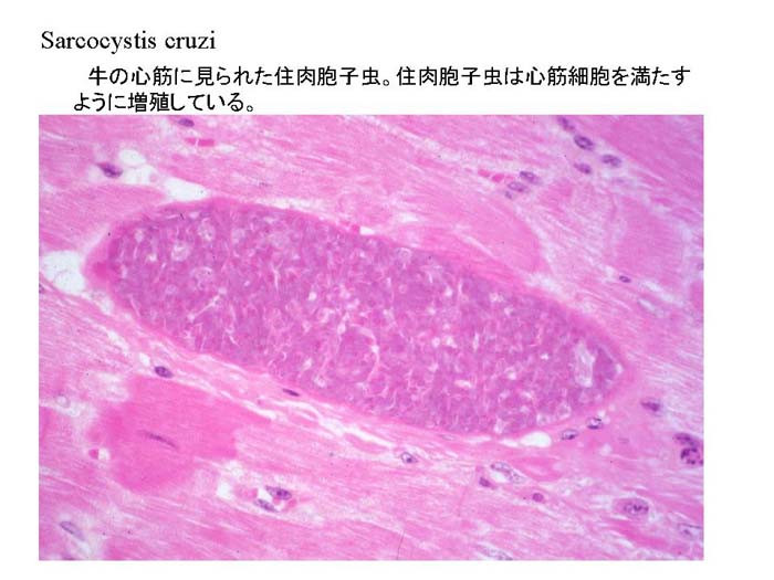 sarcocystis cruzi