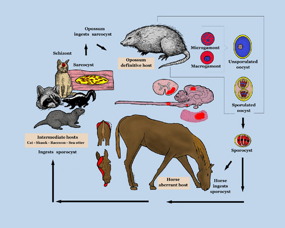 sarcocystis neurona life cycle