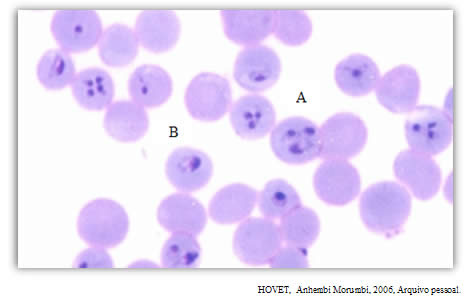 theileria equi (A)  babesia caballi (B)