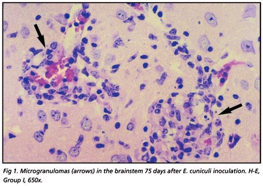 encephalitozoon cuniculi