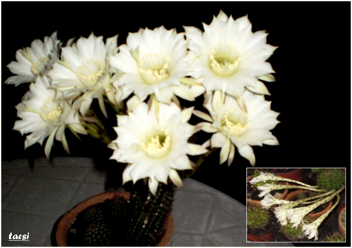 Hétvirágú kaktusz rövid élete