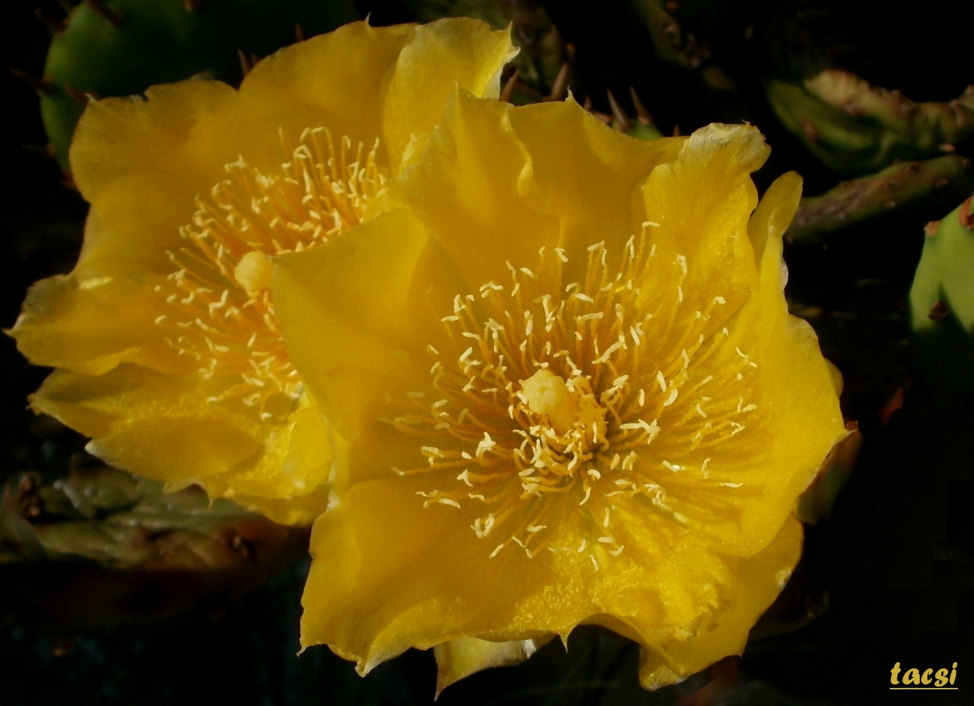 Télálló kaktusz virága