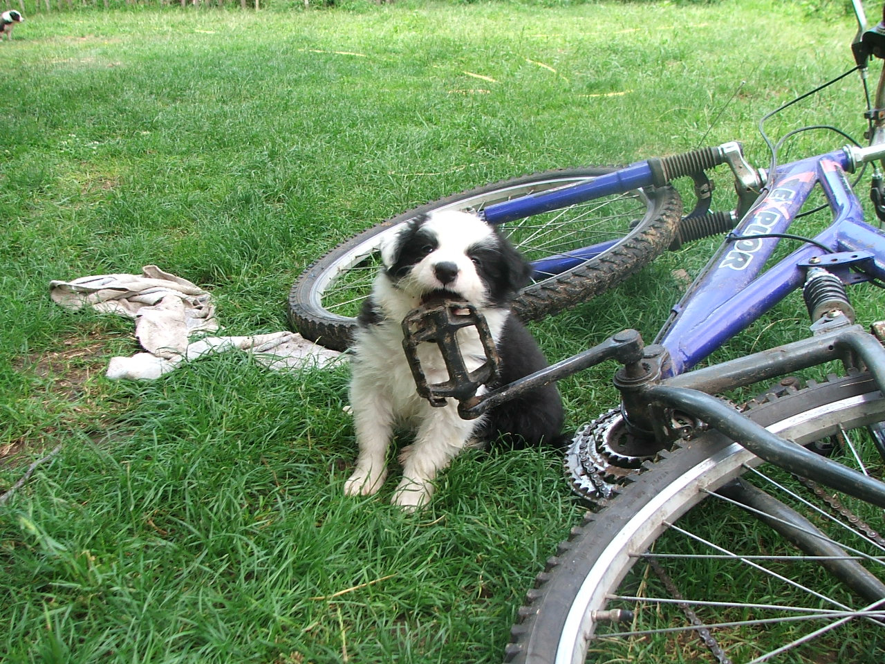 2011 .Lajosmizse-Forestry Farm 039