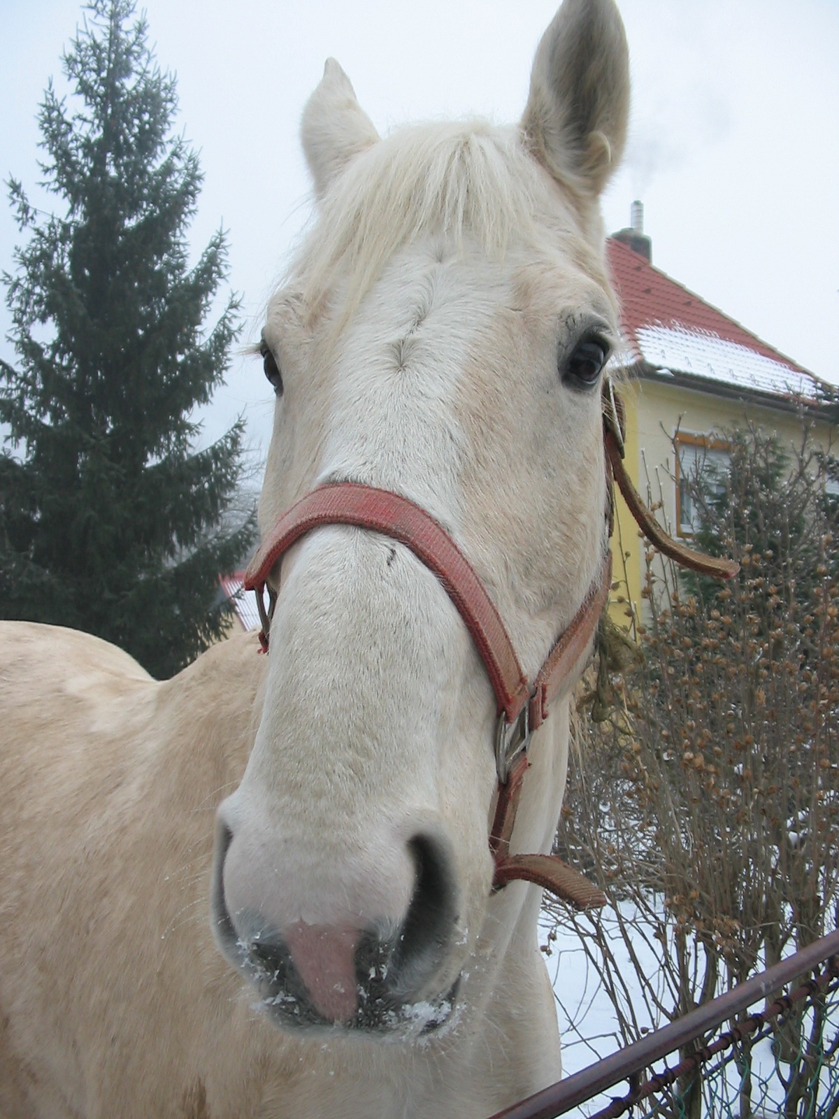 2010 12 30 zengő 095