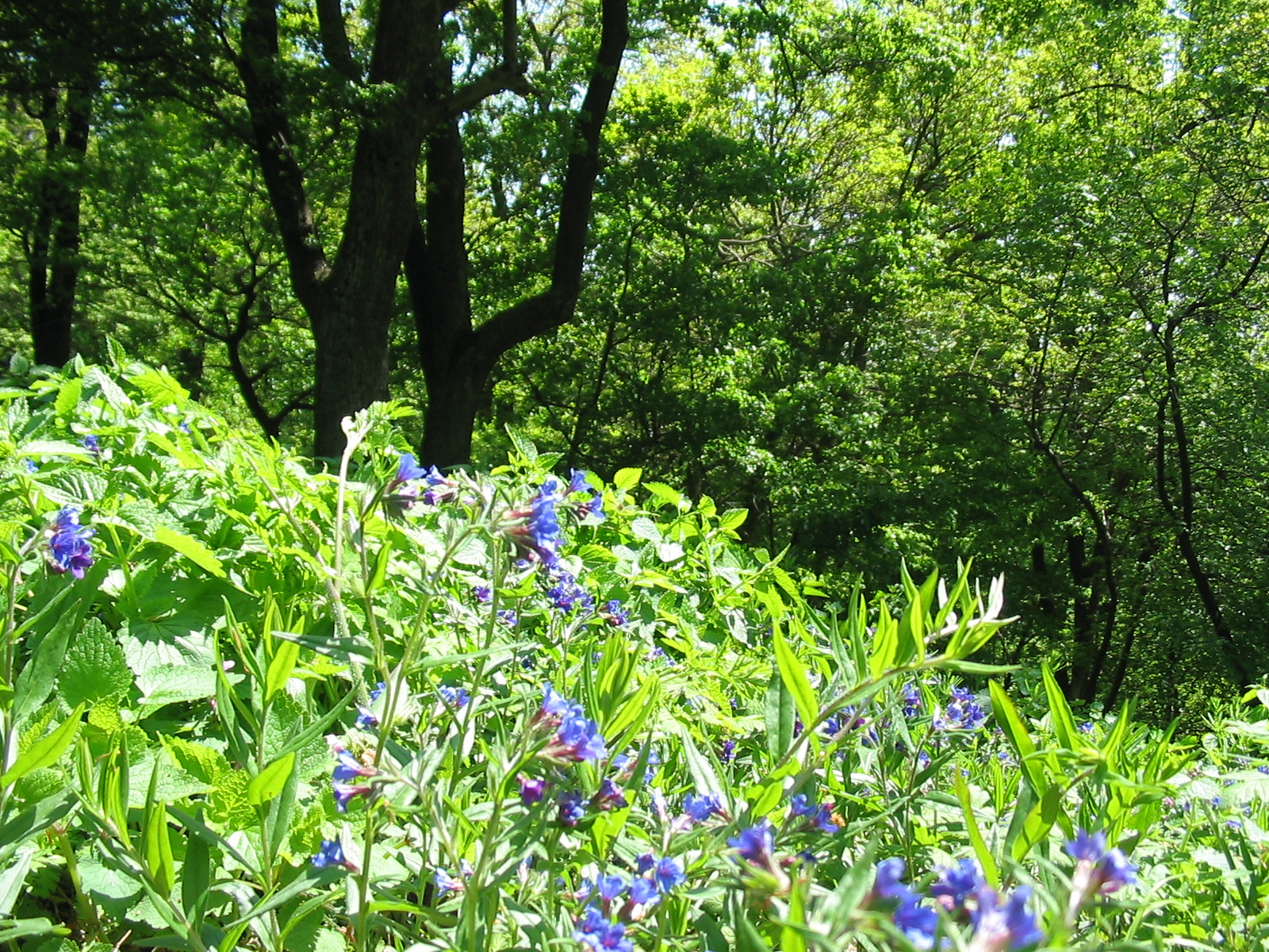 2011 05 07 Árpádt.-Hosszúh. 047