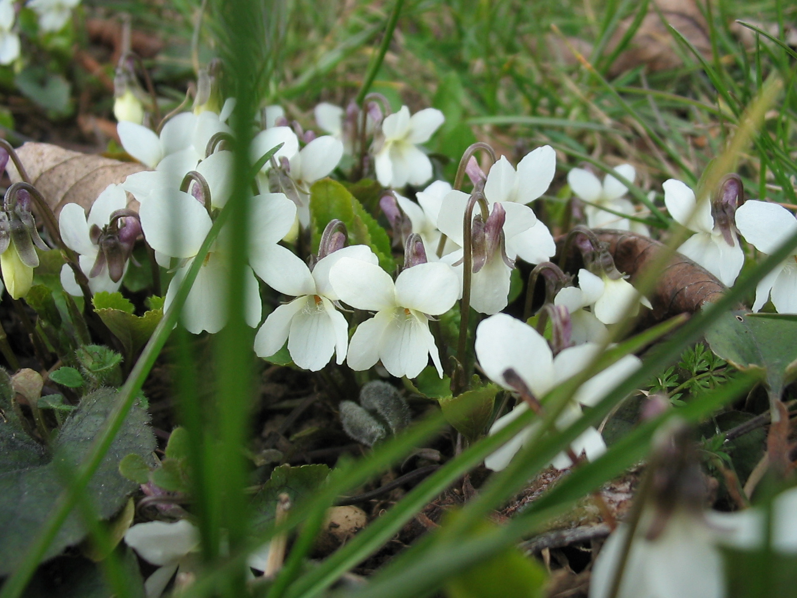 2009 03 23 Szőlő 015