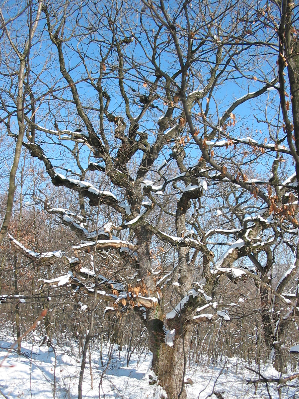 2010 02 02 Orfű-Égervölgy 093