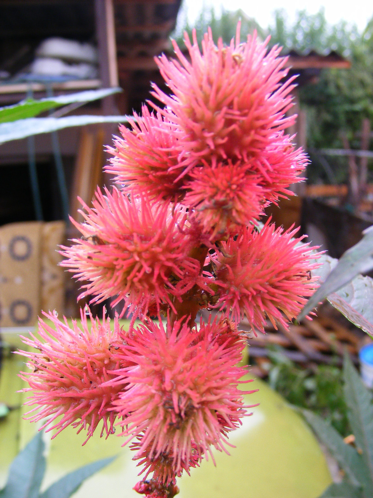 ricinus gubók